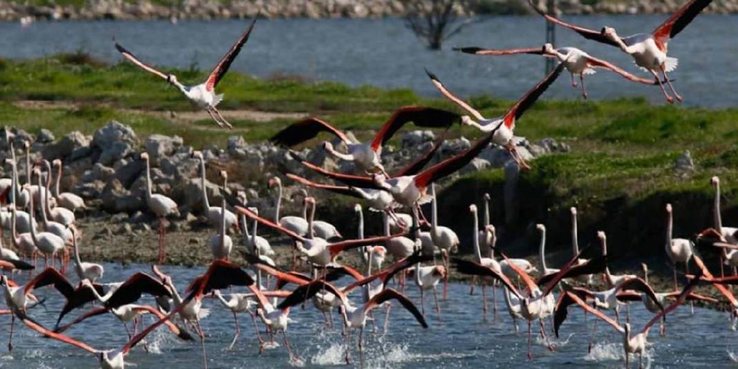 Ege’nin keşfedilmemiş kuş cenneti! Büyük-küçük herkes buraya bayılıyor: Doğası ve gün batımıyla büyülüyor 3